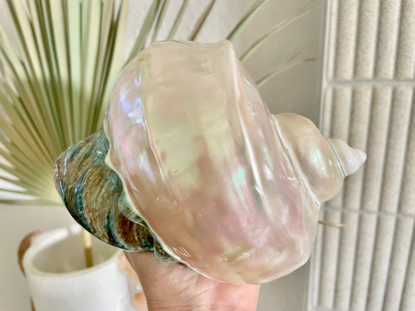 Giant Pearlized Turban Shell, Polished Mother of Pearl Coastal Decor (7-8")