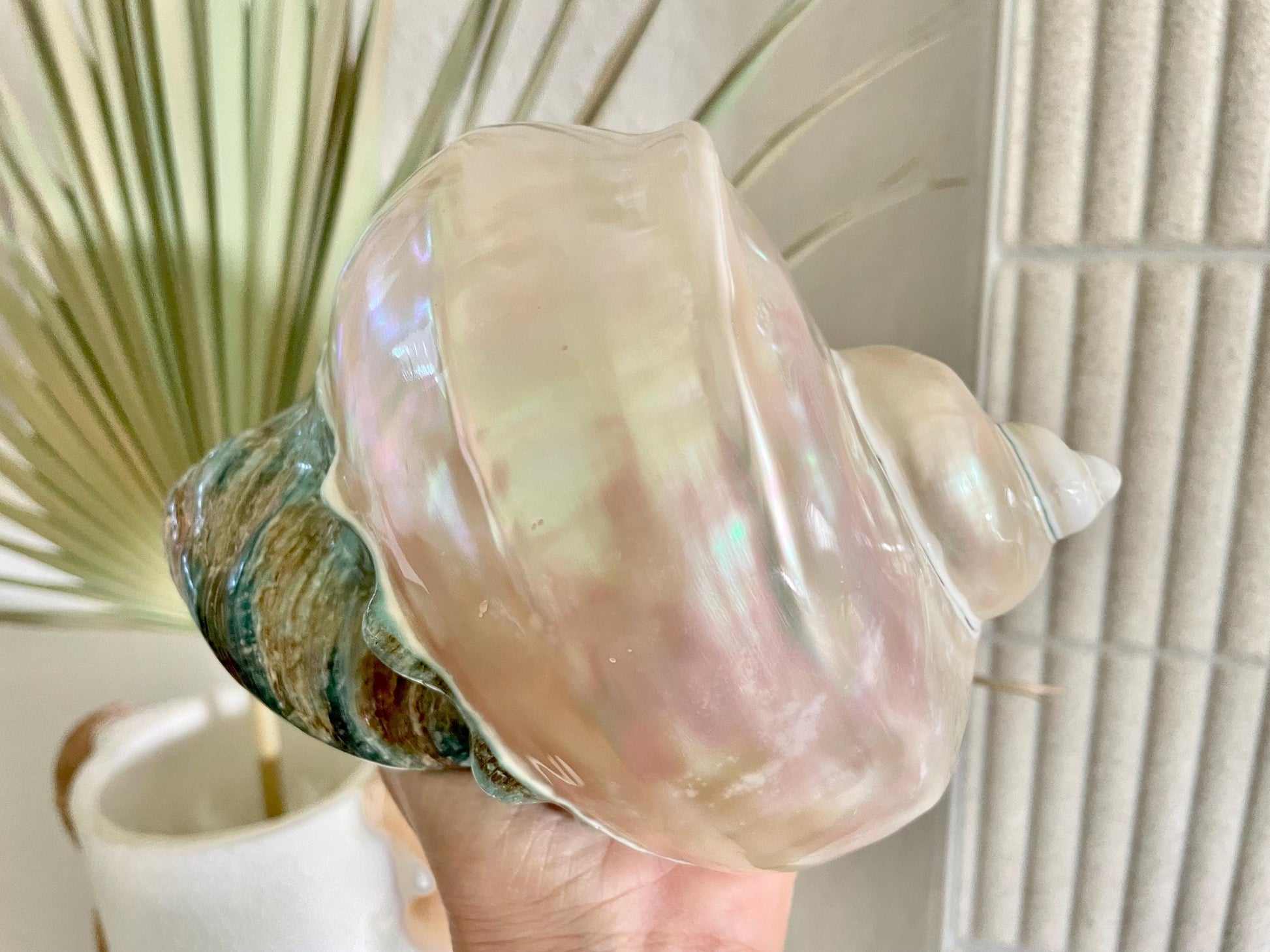 Giant Pearlized Turban Shell, Polished Mother of Pearl Coastal Decor (7-8")