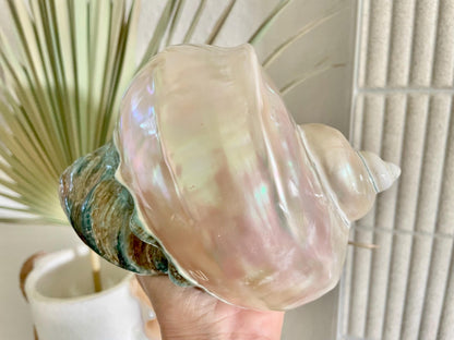 Giant Pearlized Turban Shell, Polished Mother of Pearl Coastal Decor (7-8")