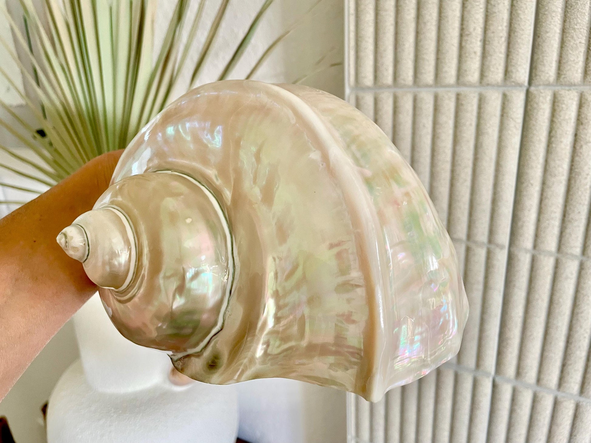 Giant Pearlized Turban Shell, Polished Mother of Pearl Coastal Decor (7-8")
