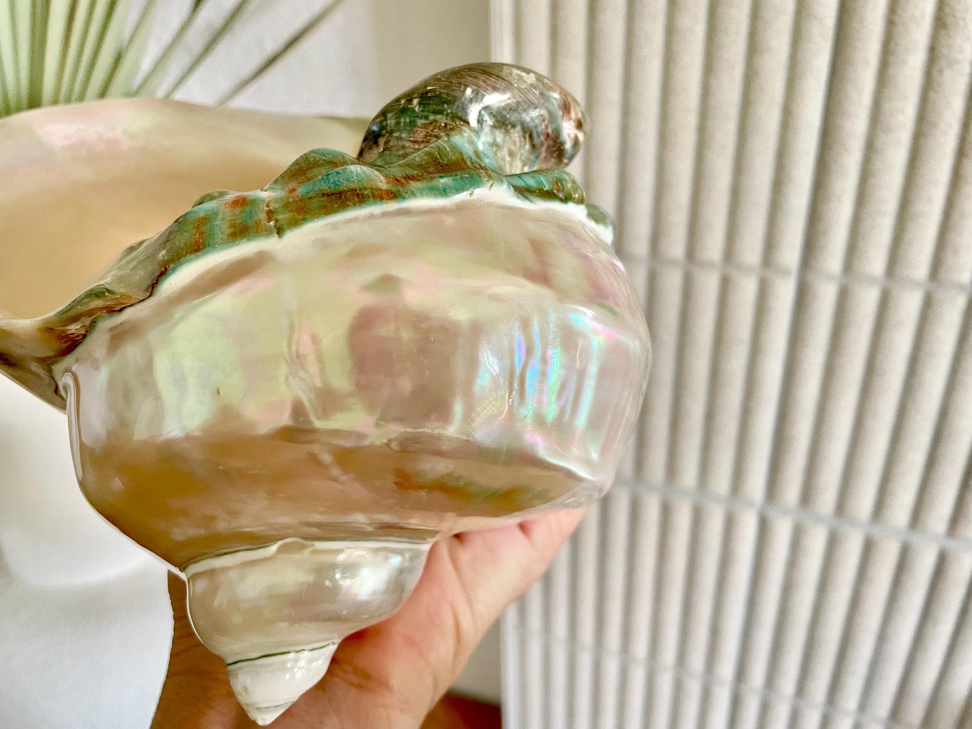 Giant Pearlized Turban Shell, Polished Mother of Pearl Coastal Decor (7-8")