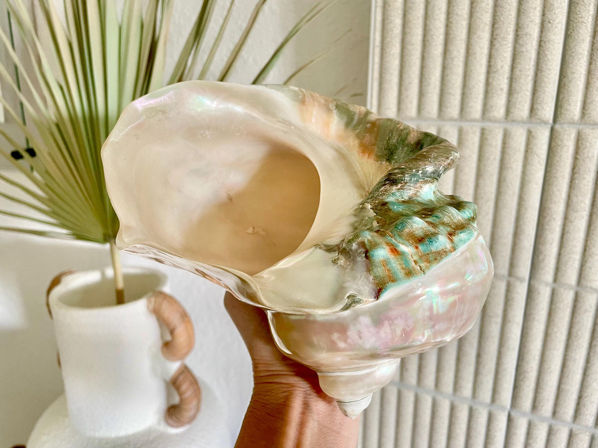 Giant Pearlized Turban Shell, Polished Mother of Pearl Coastal Decor (7-8")
