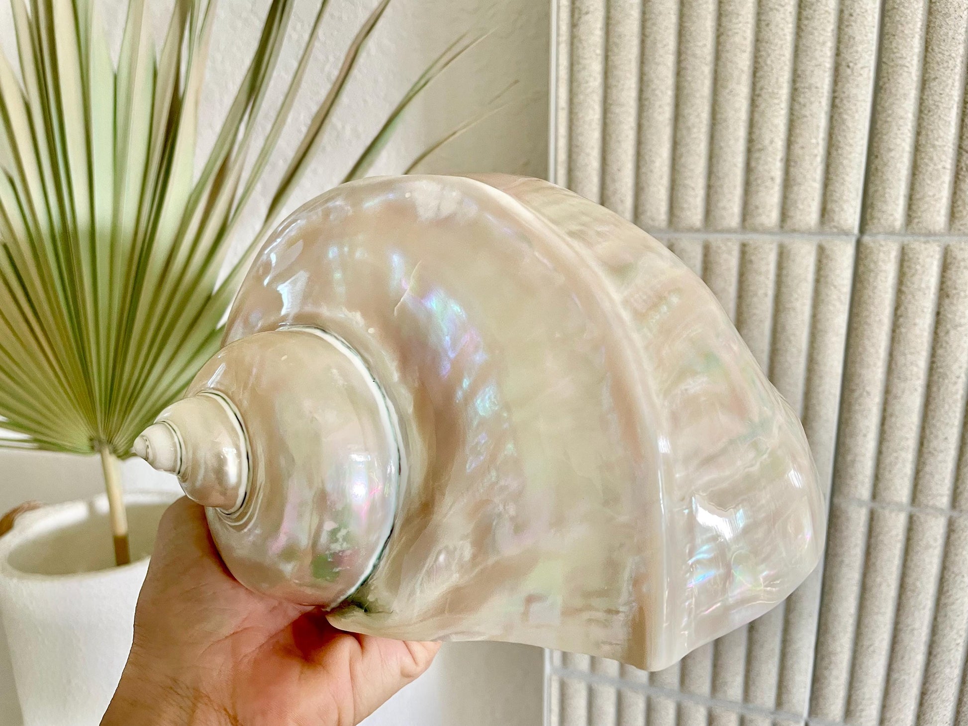 Giant Pearlized Turban Shell, Polished Mother of Pearl Coastal Decor (7-8")