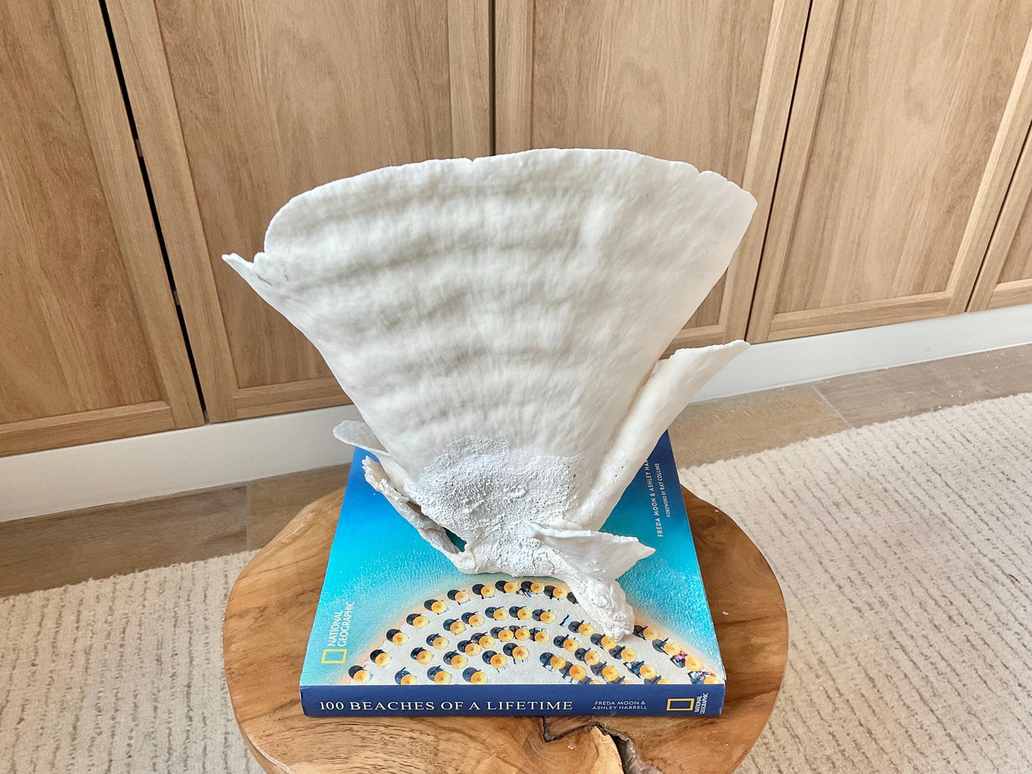 Genuine 11" Wide Sea Spiral CUP CORAL 100% Natural Ocean Reef Centerpiece Coastal Beach Ocean Décor Nautical Display Fossil White