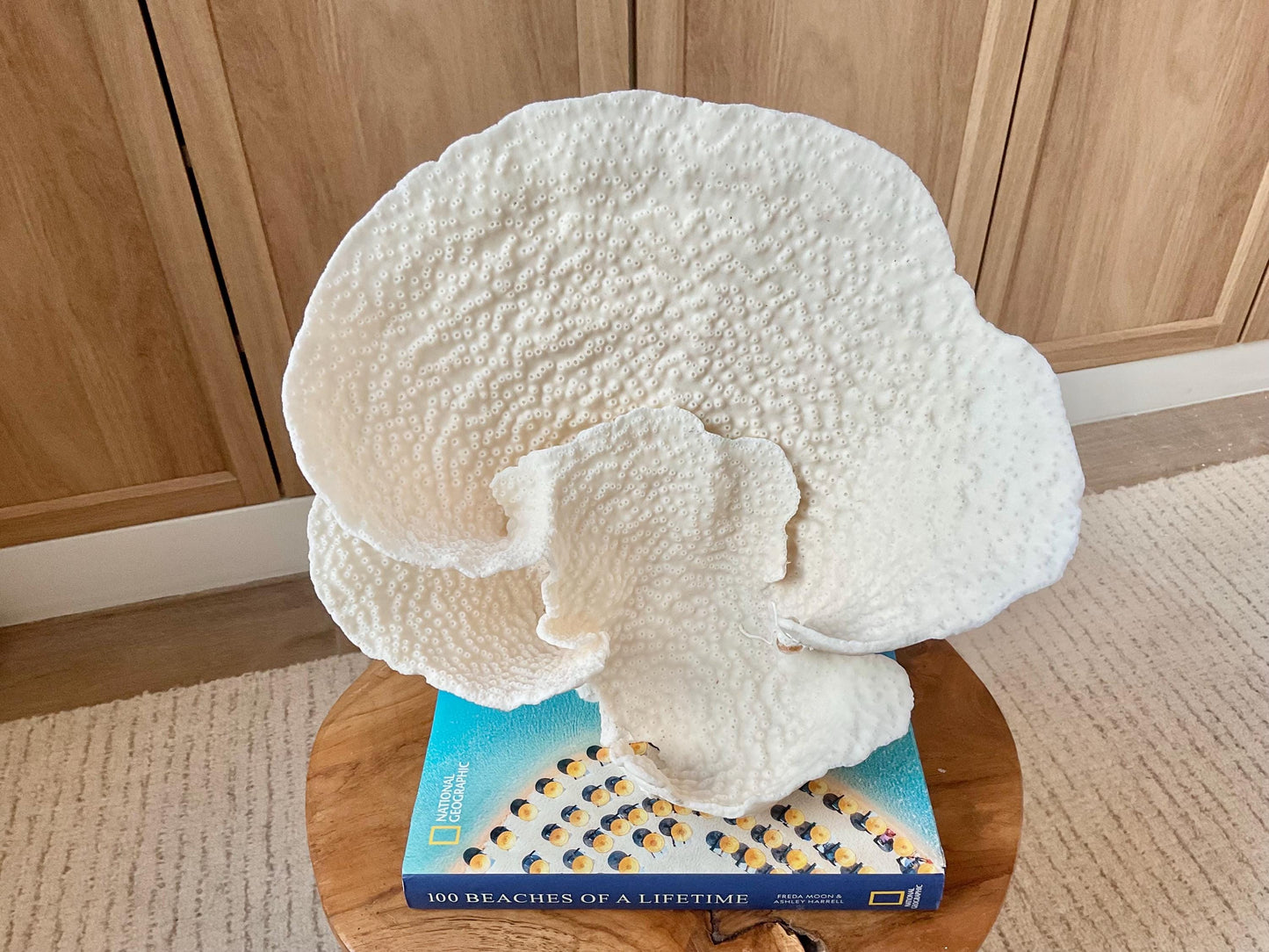 Genuine 11" Wide Sea Spiral CUP CORAL 100% Natural Ocean Reef Centerpiece Coastal Beach Ocean Décor Nautical Display Fossil White