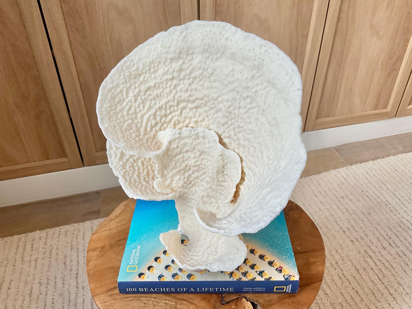 Genuine 11" Wide Sea Spiral CUP CORAL 100% Natural Ocean Reef Centerpiece Coastal Beach Ocean Décor Nautical Display Fossil White