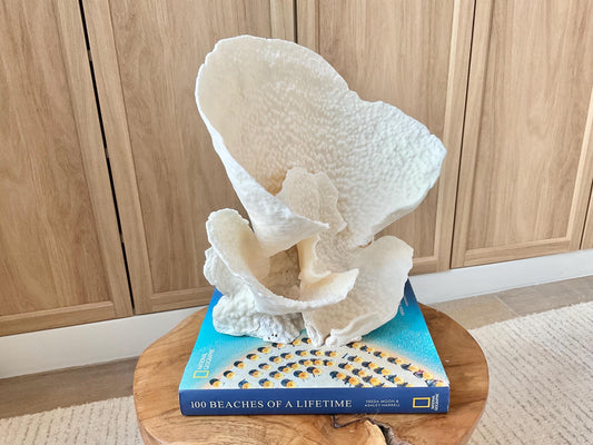 Genuine 11" Wide Sea Spiral CUP CORAL 100% Natural Ocean Reef Centerpiece Coastal Beach Ocean Décor Nautical Display Fossil White