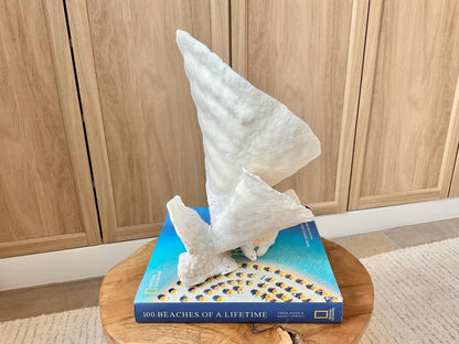 Genuine 11" Wide Sea Spiral CUP CORAL 100% Natural Ocean Reef Centerpiece Coastal Beach Ocean Décor Nautical Display Fossil White