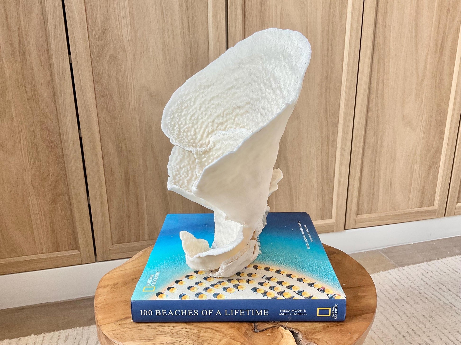 Genuine 11" Wide Sea Spiral CUP CORAL 100% Natural Ocean Reef Centerpiece Coastal Beach Ocean Décor Nautical Display Fossil White