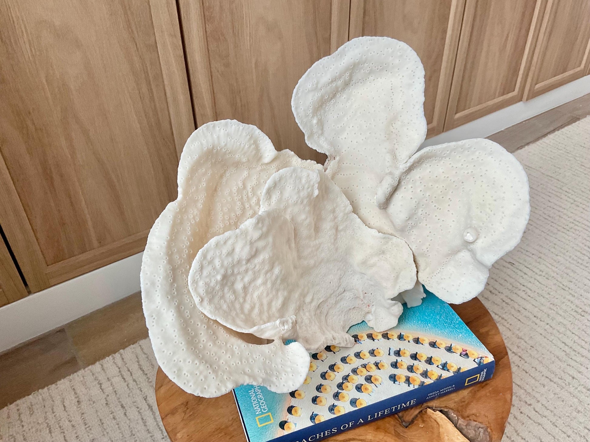 Genuine 12" Wide Sea Spiral CUP CORAL 100% Natural Ocean Reef Centerpiece Coastal Beach Ocean Décor Nautical Display Fossil White