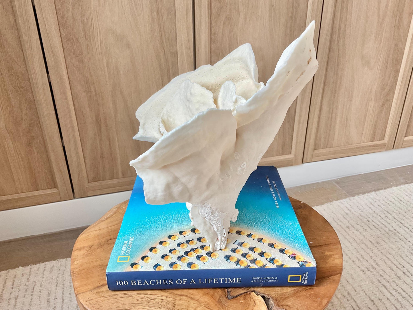 Genuine 12" Wide Sea Spiral CUP CORAL 100% Natural Ocean Reef Centerpiece Coastal Beach Ocean Décor Nautical Display Fossil White