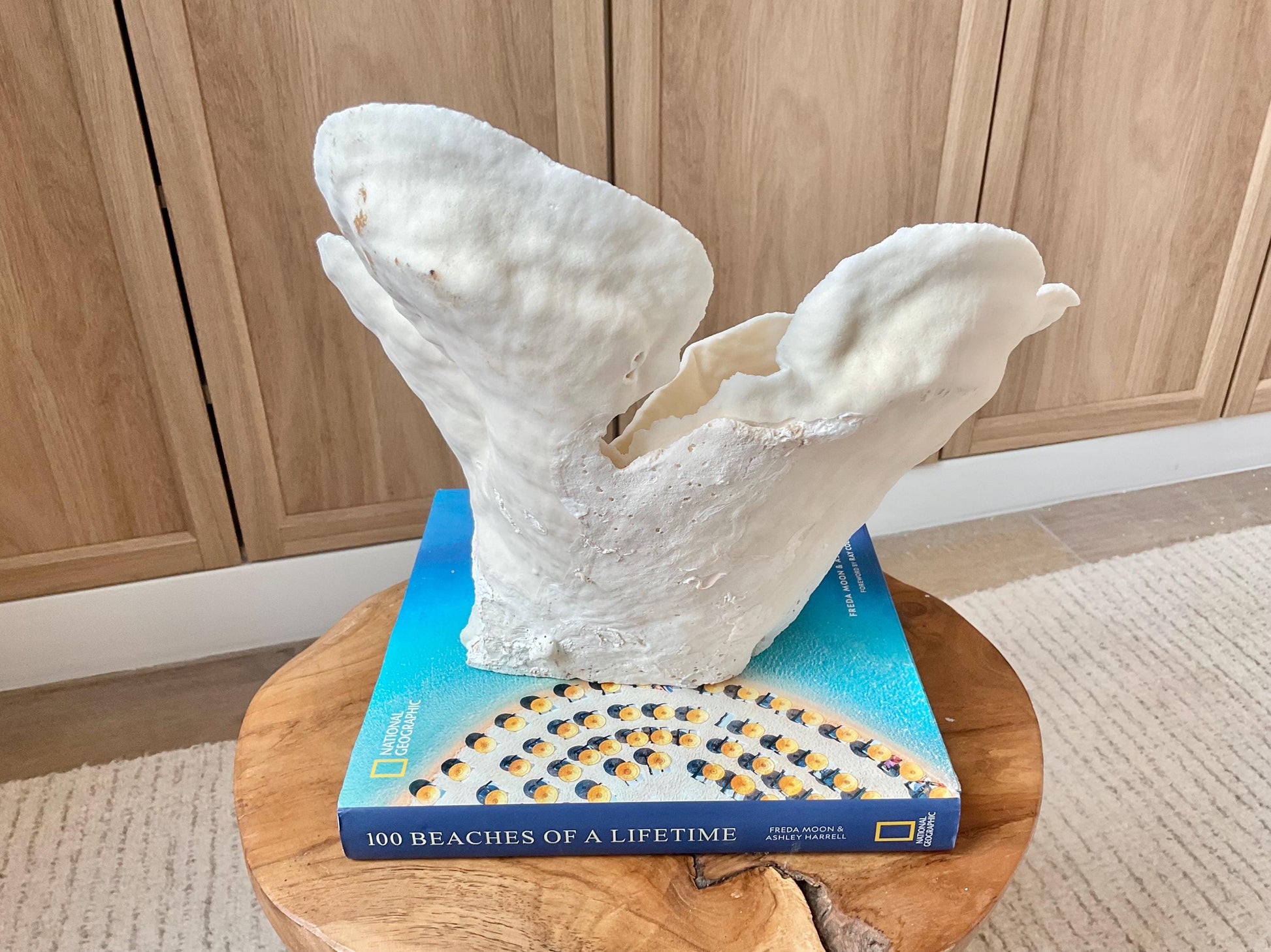 Genuine 12" Wide Sea Spiral CUP CORAL 100% Natural Ocean Reef Centerpiece Coastal Beach Ocean Décor Nautical Display Fossil White