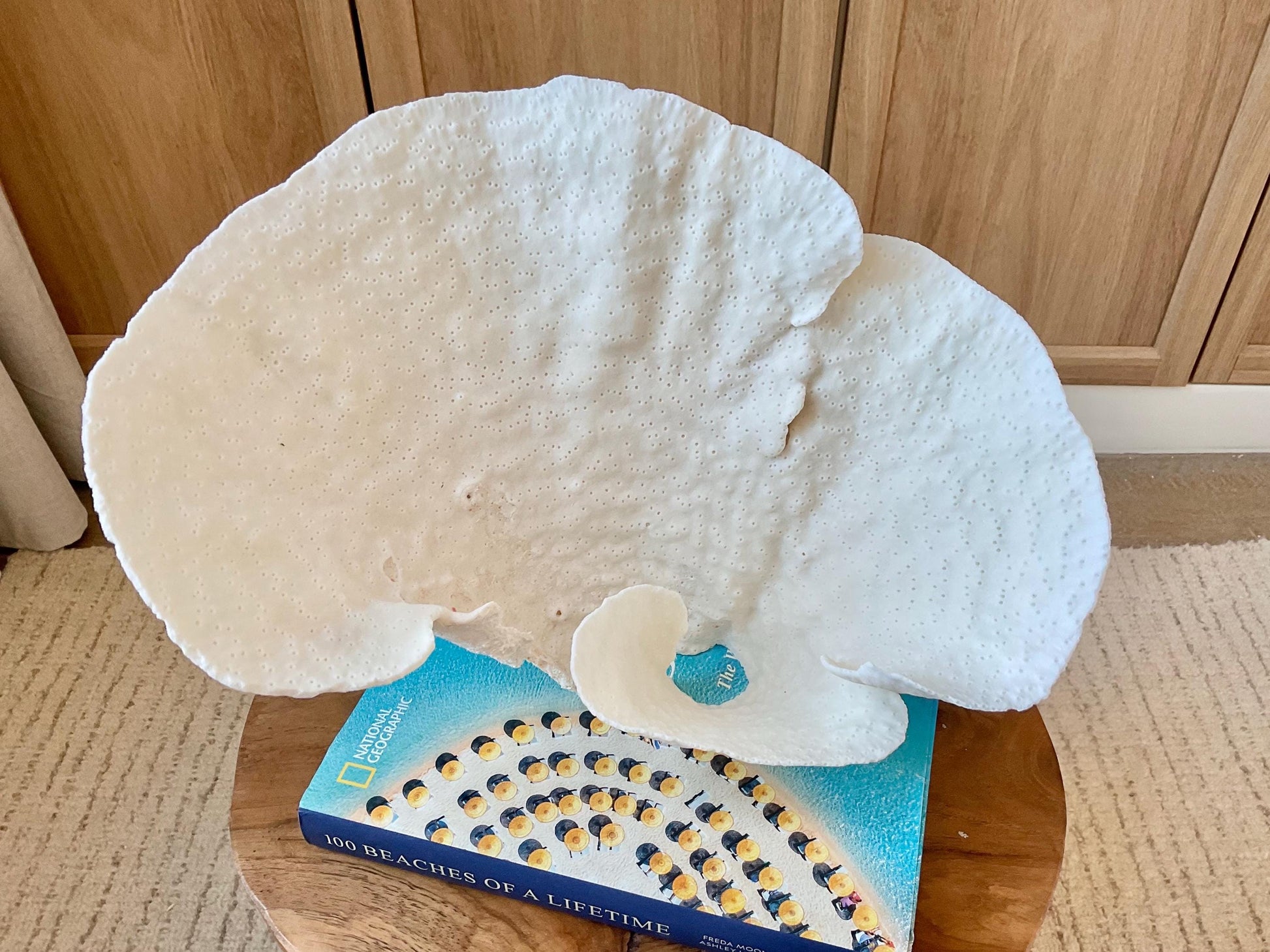 Genuine 12" Wide Sea Spiral CUP CORAL 100% Natural Ocean Reef Centerpiece Coastal Beach Ocean Décor Nautical Display Fossil White