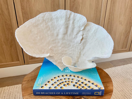 Genuine 12" Wide Sea Spiral CUP CORAL 100% Natural Ocean Reef Centerpiece Coastal Beach Ocean Décor Nautical Display Fossil White