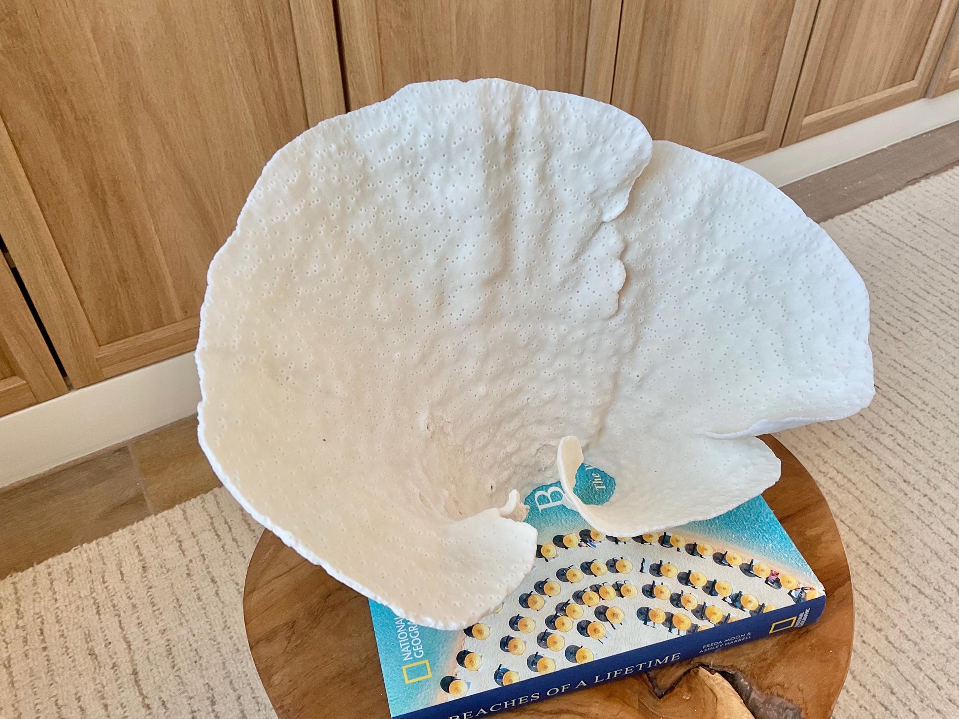 Genuine 12" Wide Sea Spiral CUP CORAL 100% Natural Ocean Reef Centerpiece Coastal Beach Ocean Décor Nautical Display Fossil White