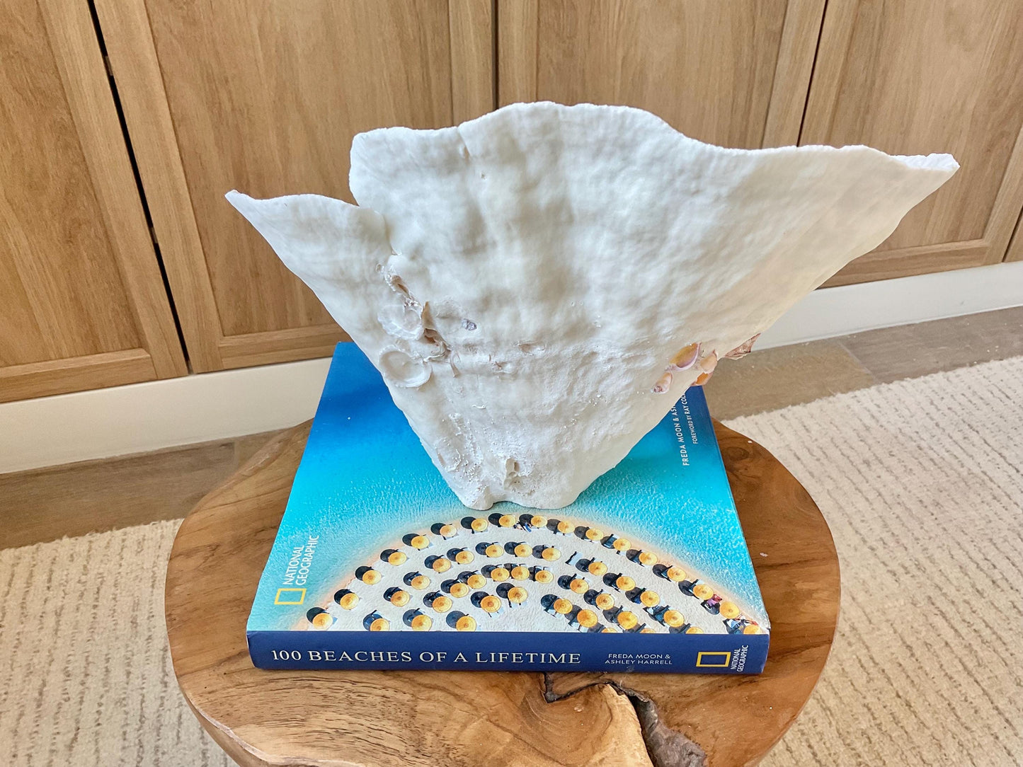 Genuine 12" Wide Sea Spiral CUP CORAL 100% Natural Ocean Reef Centerpiece Coastal Beach Ocean Décor Nautical Display Fossil White