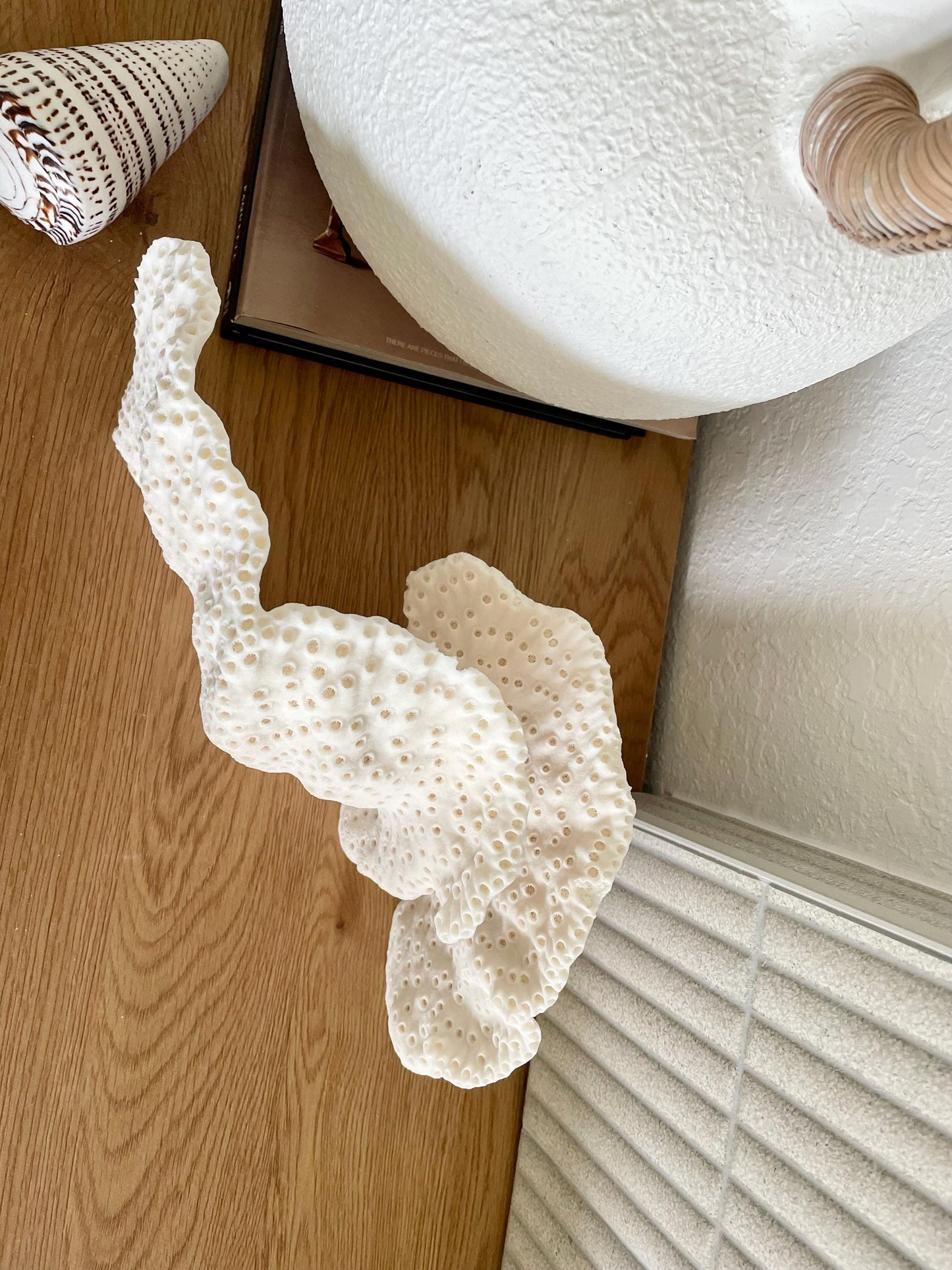 BLACK CUP CORAL Fossil 100% Natural 14.5"x8"x6" Coastal Beach Home Décor Display White