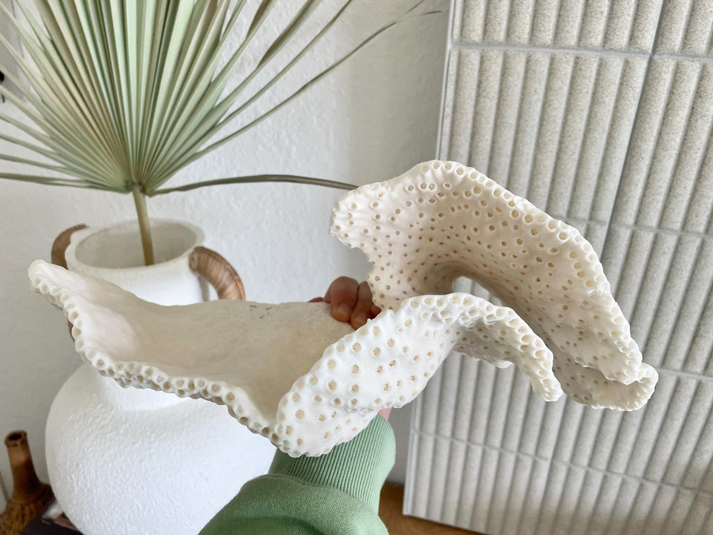 BLACK CUP CORAL Fossil 100% Natural 14.5"x8"x6" Coastal Beach Home Décor Display White