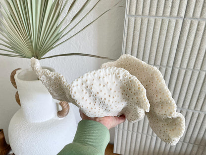 BLACK CUP CORAL Fossil 100% Natural 14.5"x8"x6" Coastal Beach Home Décor Display White