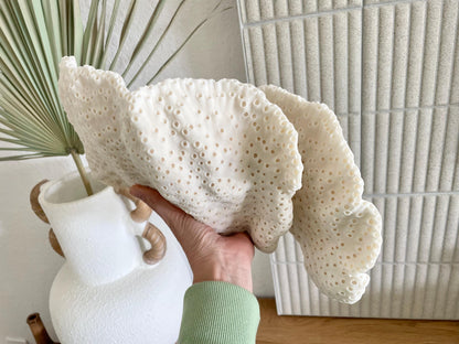 BLACK CUP CORAL Fossil 100% Natural 14.5"x8"x6" Coastal Beach Home Décor Display White