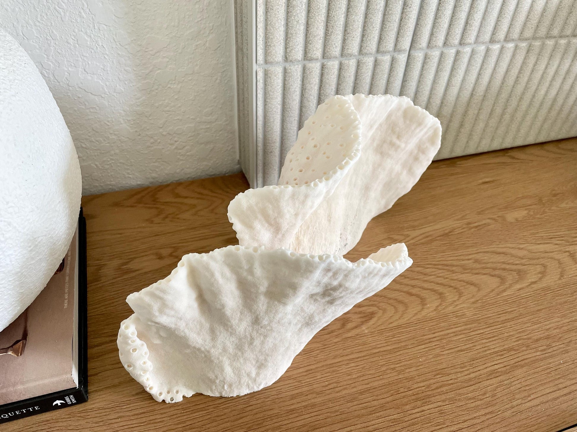 BLACK CUP CORAL Fossil 100% Natural 14.5"x8"x6" Coastal Beach Home Décor Display White