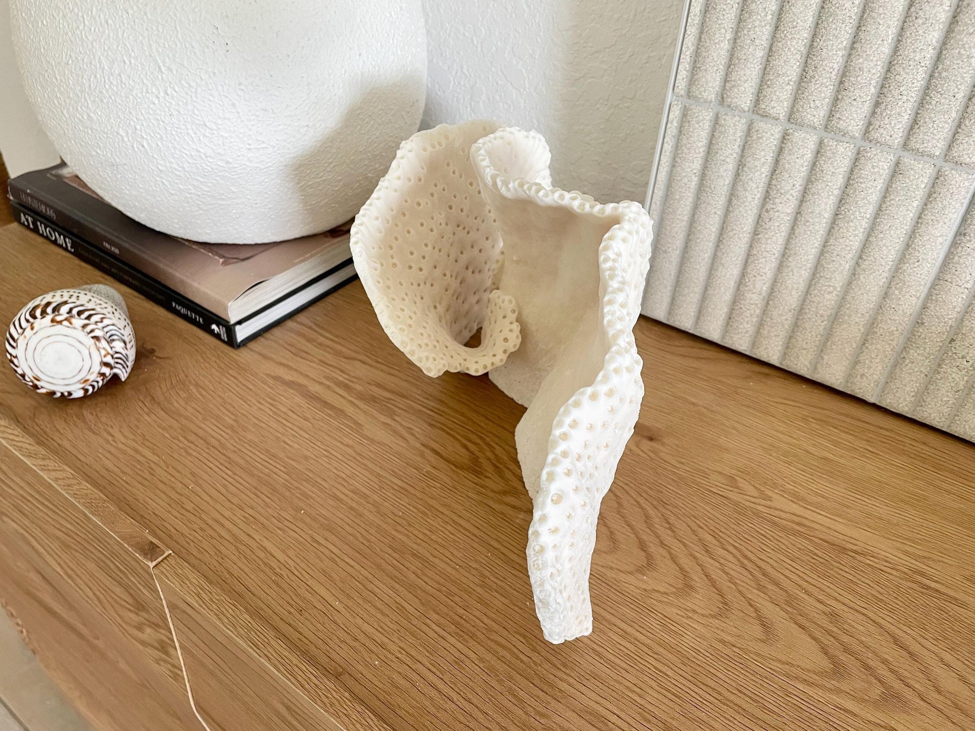 BLACK CUP CORAL Fossil 100% Natural 14.5"x8"x6" Coastal Beach Home Décor Display White