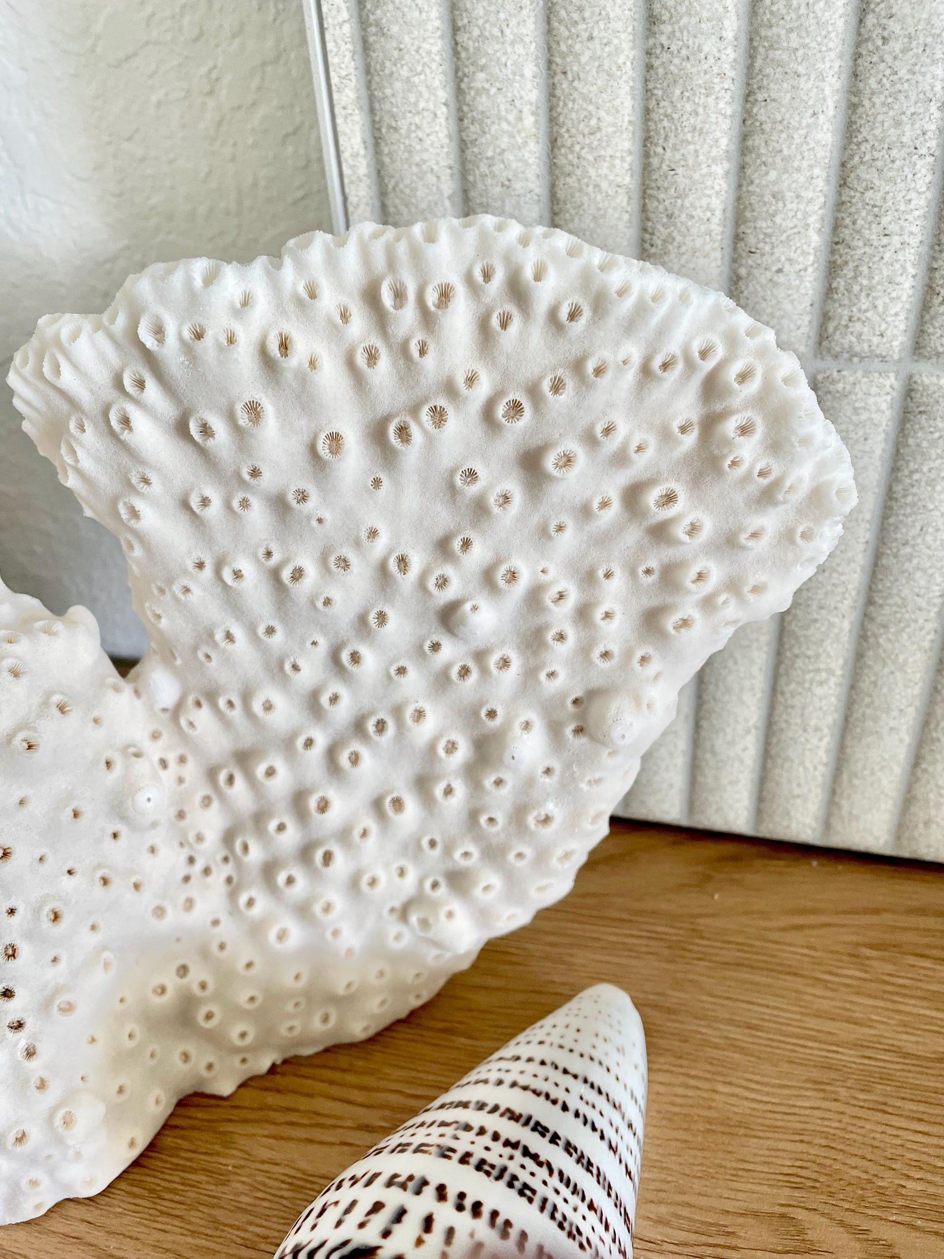 BLACK CUP CORAL Fossil 100% Natural 13"x9"x3.5" Coastal Beach Home Décor Display White