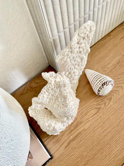 BLACK CUP CORAL Fossil 100% Natural 13"x9"x3.5" Coastal Beach Home Décor Display White