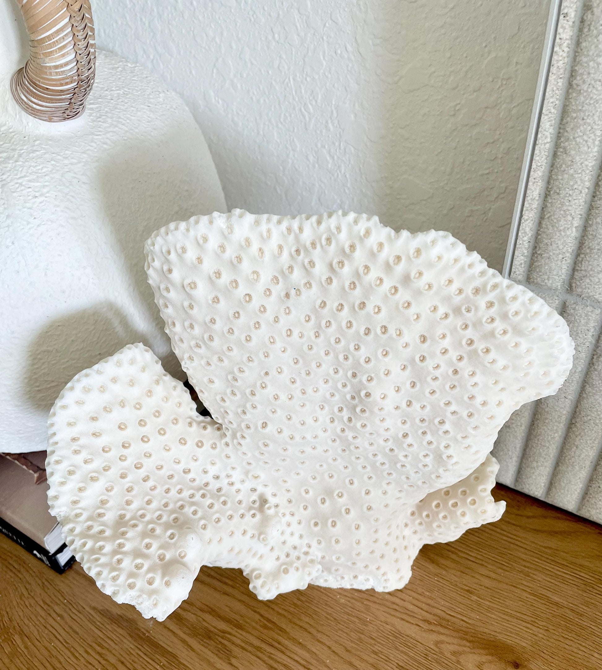 BLACK CUP CORAL Fossil 100% Natural 10"x9"x7" Coastal Beach Home Décor Display White