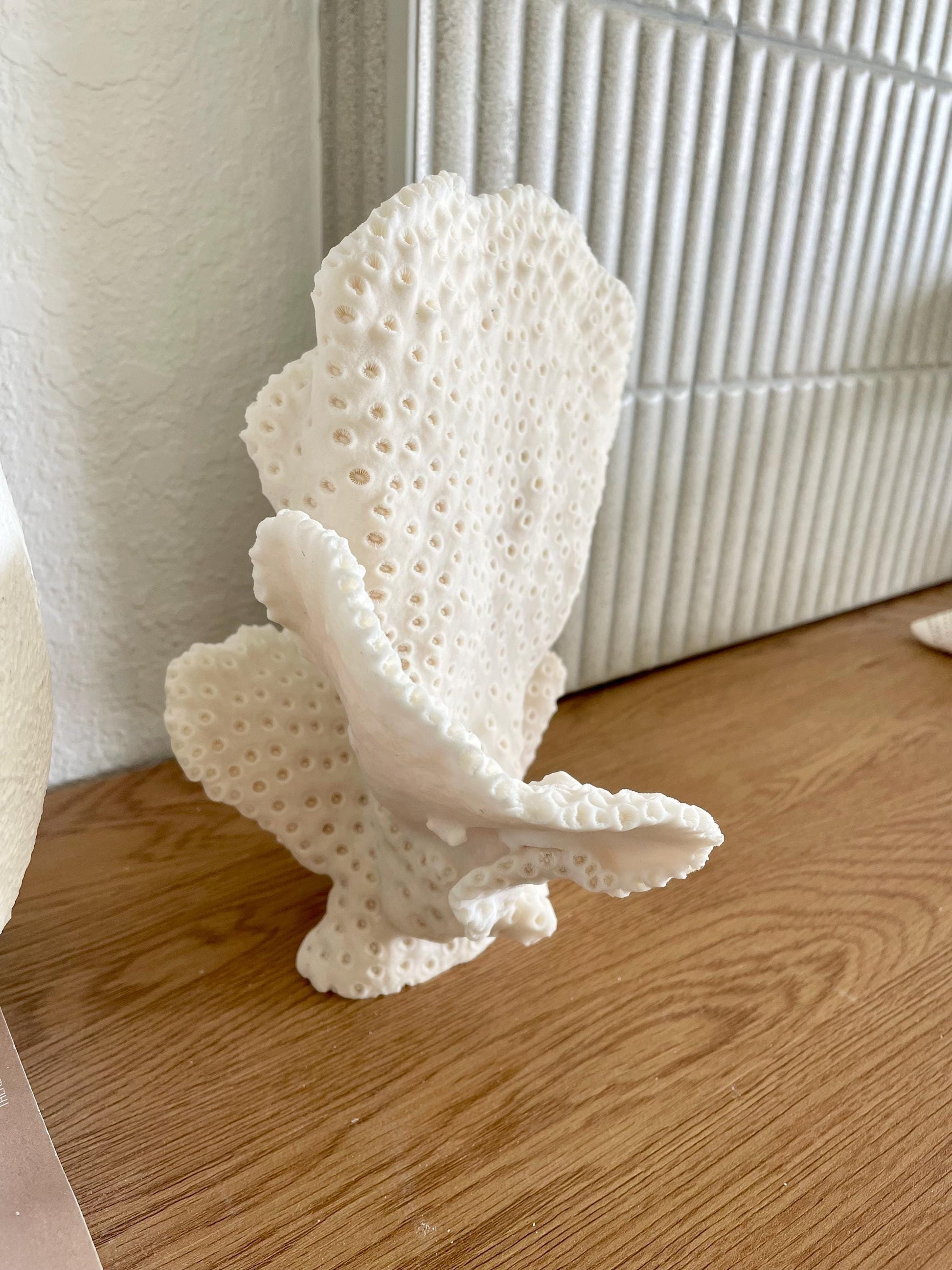 BLACK CUP CORAL Fossil 100% Natural 10"x9"x7" Coastal Beach Home Décor Display White