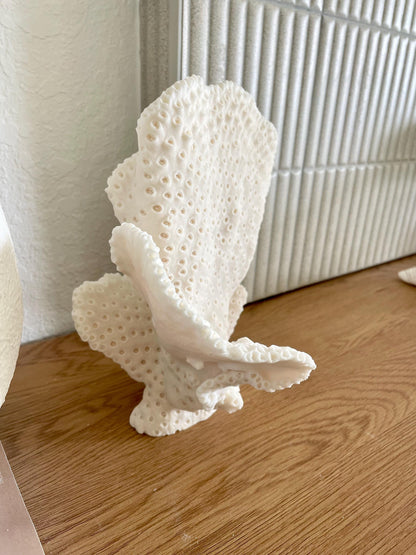 BLACK CUP CORAL Fossil 100% Natural 10"x9"x7" Coastal Beach Home Décor Display White