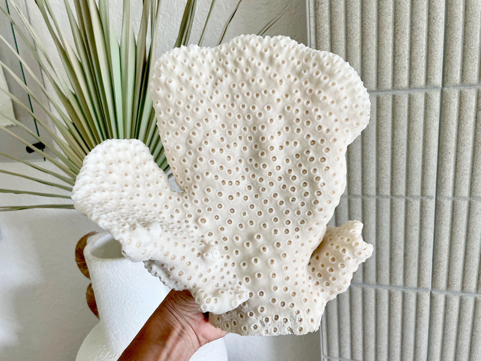 BLACK CUP CORAL Fossil 100% Natural 10"x9"x7" Coastal Beach Home Décor Display White