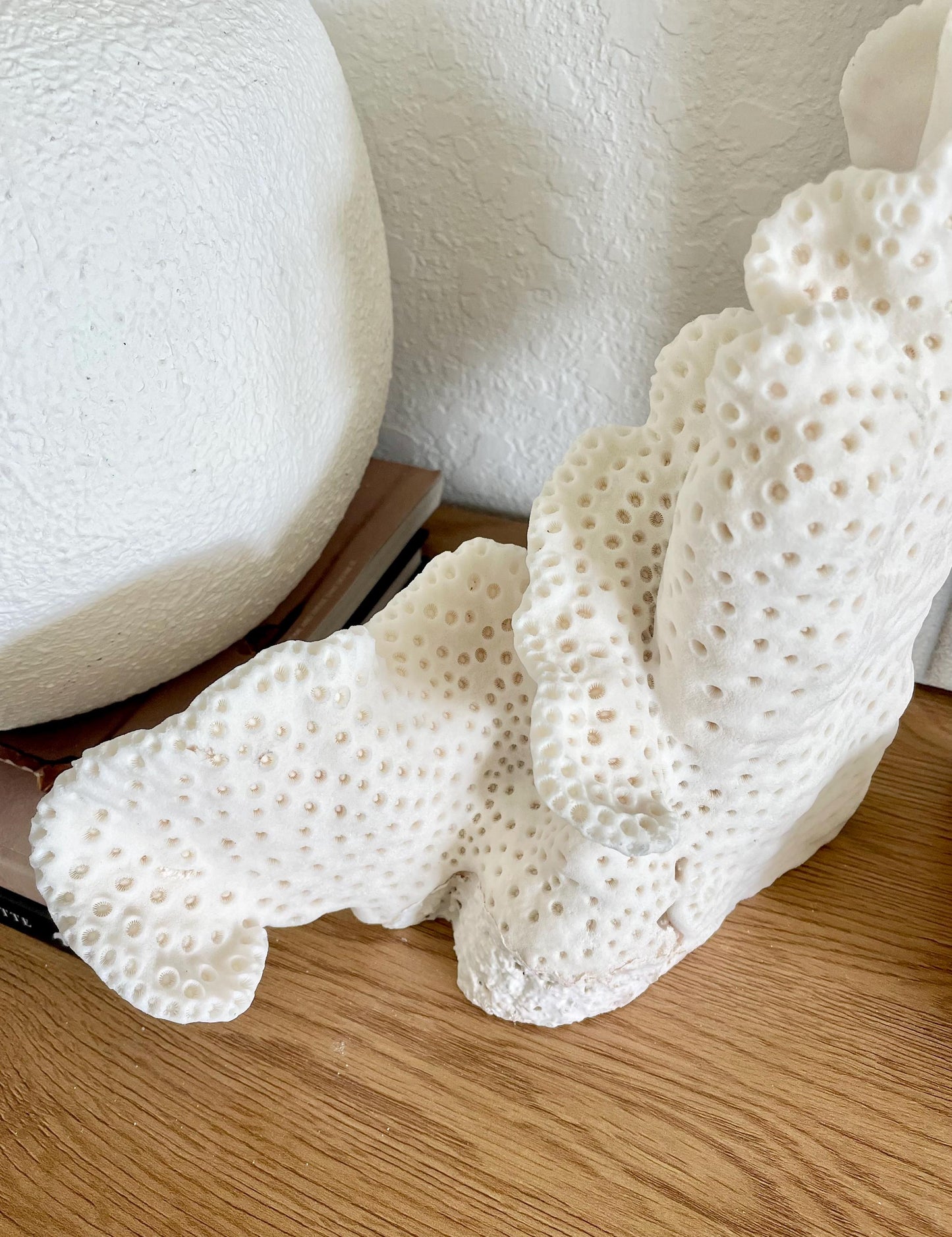 BLACK CUP CORAL Fossil 100% Natural 12"x9.5"x4.5" Coastal Beach Home Décor Display White