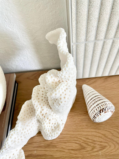 BLACK CUP CORAL Fossil 100% Natural 12"x9.5"x4.5" Coastal Beach Home Décor Display White