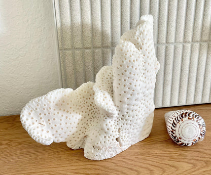 BLACK CUP CORAL Fossil 100% Natural 12"x9.5"x4.5" Coastal Beach Home Décor Display White