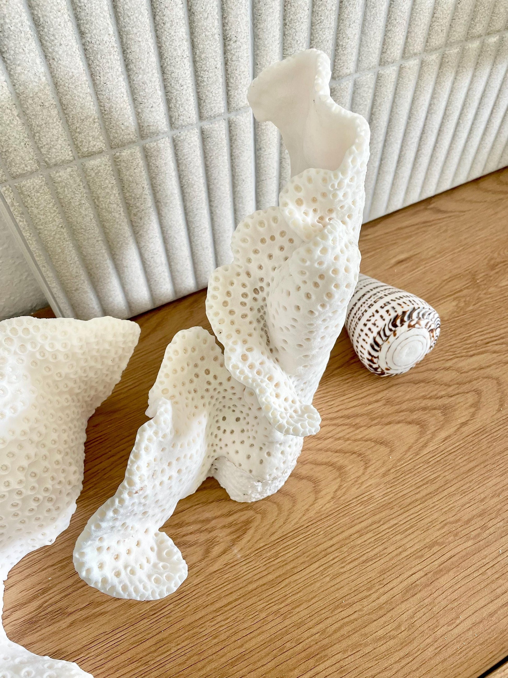 BLACK CUP CORAL Fossil 100% Natural 12"x9.5"x4.5" Coastal Beach Home Décor Display White