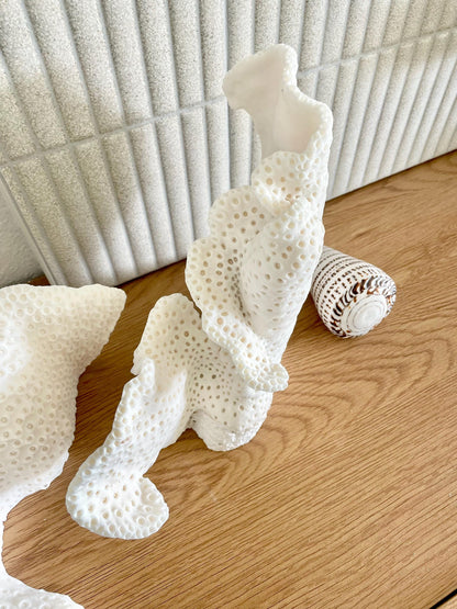 BLACK CUP CORAL Fossil 100% Natural 12"x9.5"x4.5" Coastal Beach Home Décor Display White