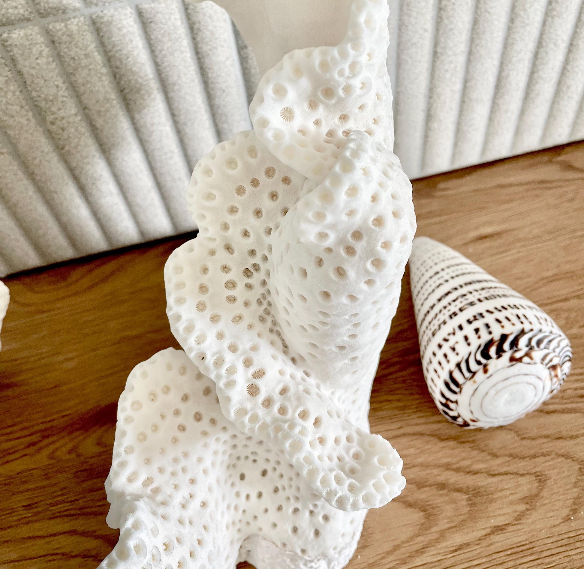 BLACK CUP CORAL Fossil 100% Natural 12"x9.5"x4.5" Coastal Beach Home Décor Display White