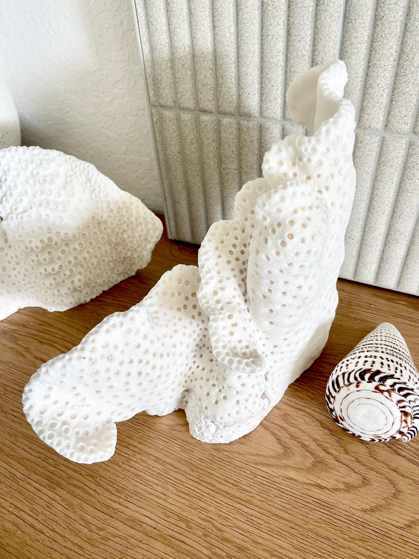 BLACK CUP CORAL Fossil 100% Natural 12"x9.5"x4.5" Coastal Beach Home Décor Display White