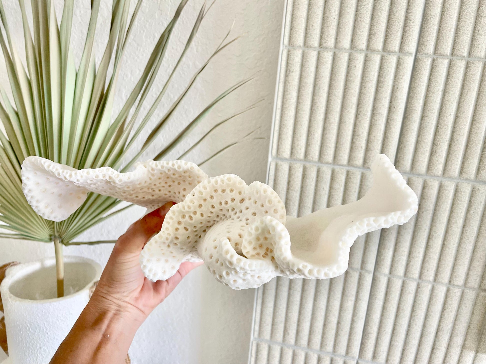 BLACK CUP CORAL Fossil 100% Natural 12"x9.5"x4.5" Coastal Beach Home Décor Display White