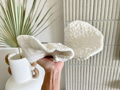 BLACK CUP CORAL Fossil 100% Natural 11"x6"x6" Coastal Beach Home Décor Display White