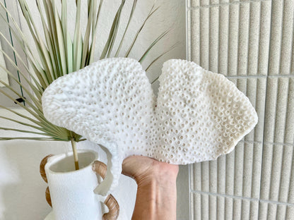 BLACK CUP CORAL Fossil 100% Natural 11"x6"x6" Coastal Beach Home Décor Display White