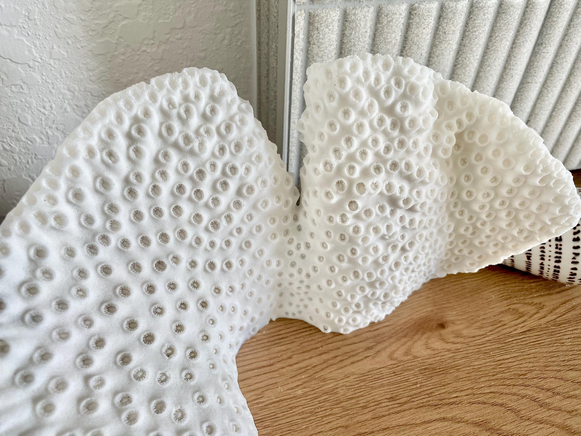 BLACK CUP CORAL Fossil 100% Natural 11"x6"x6" Coastal Beach Home Décor Display White