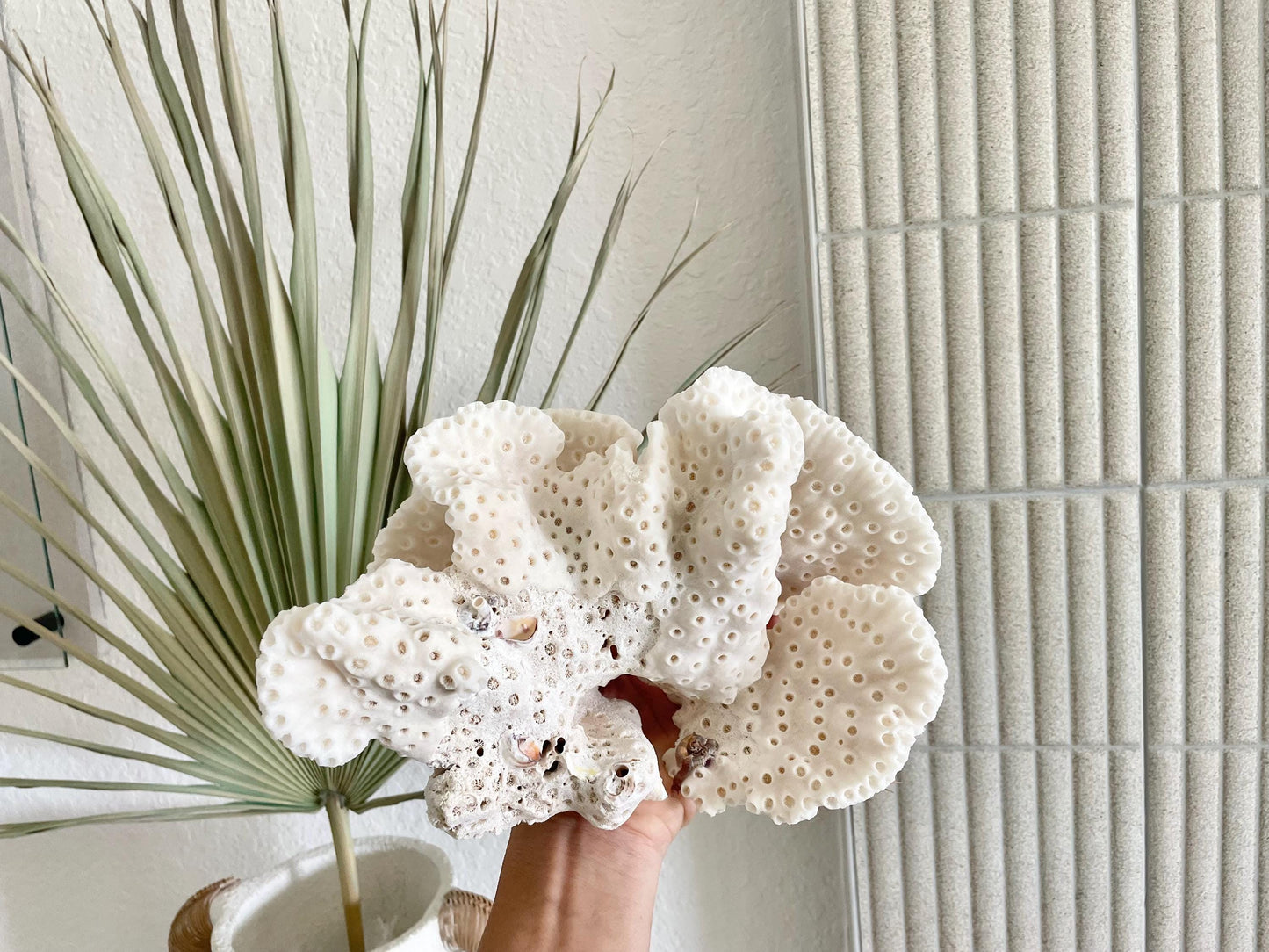 BLACK CUP CORAL Fossil 100% Natural 9.5"x6.5"x5.5" Coastal Beach Home Décor Display White