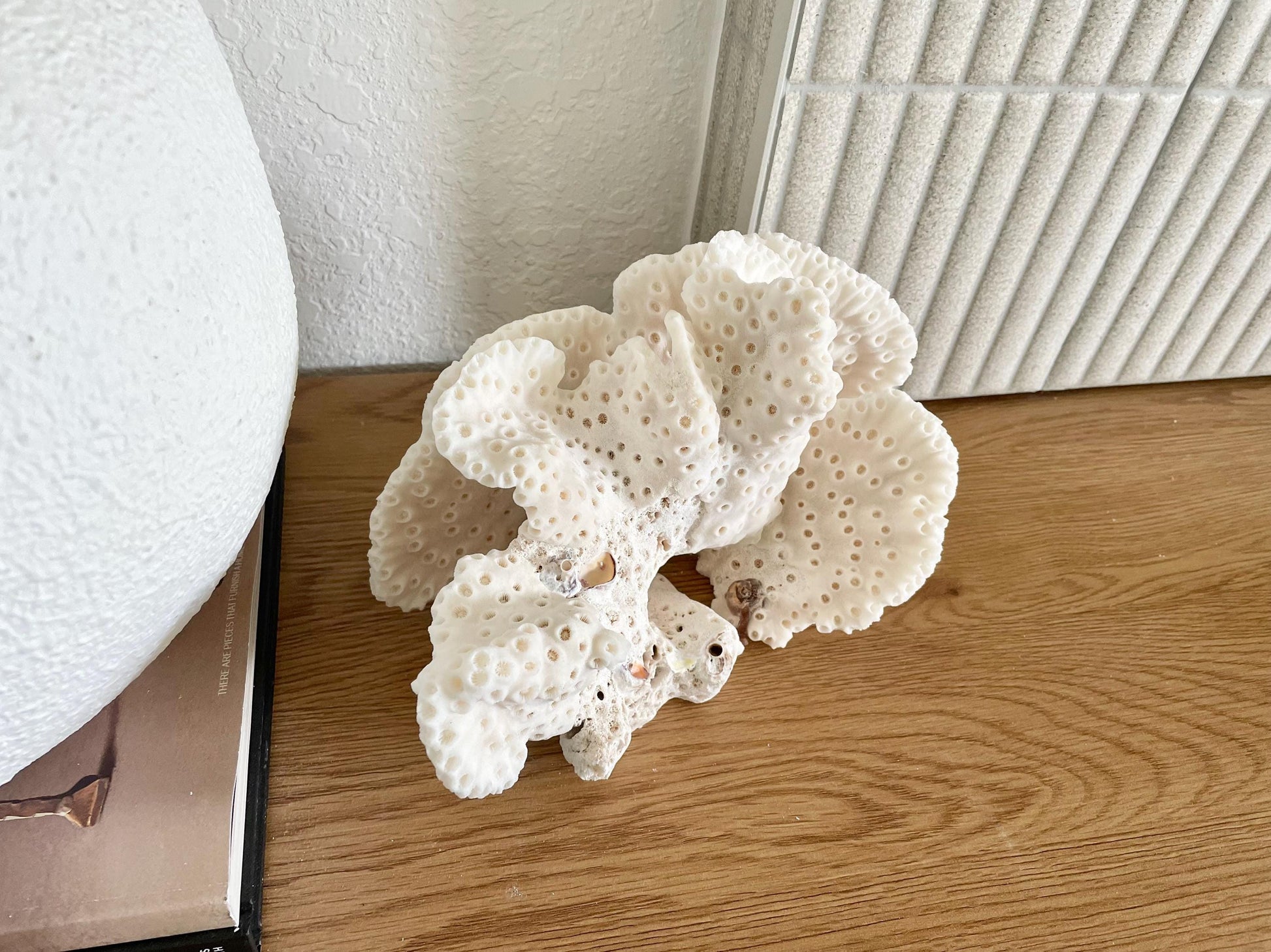 BLACK CUP CORAL Fossil 100% Natural 9.5"x6.5"x5.5" Coastal Beach Home Décor Display White