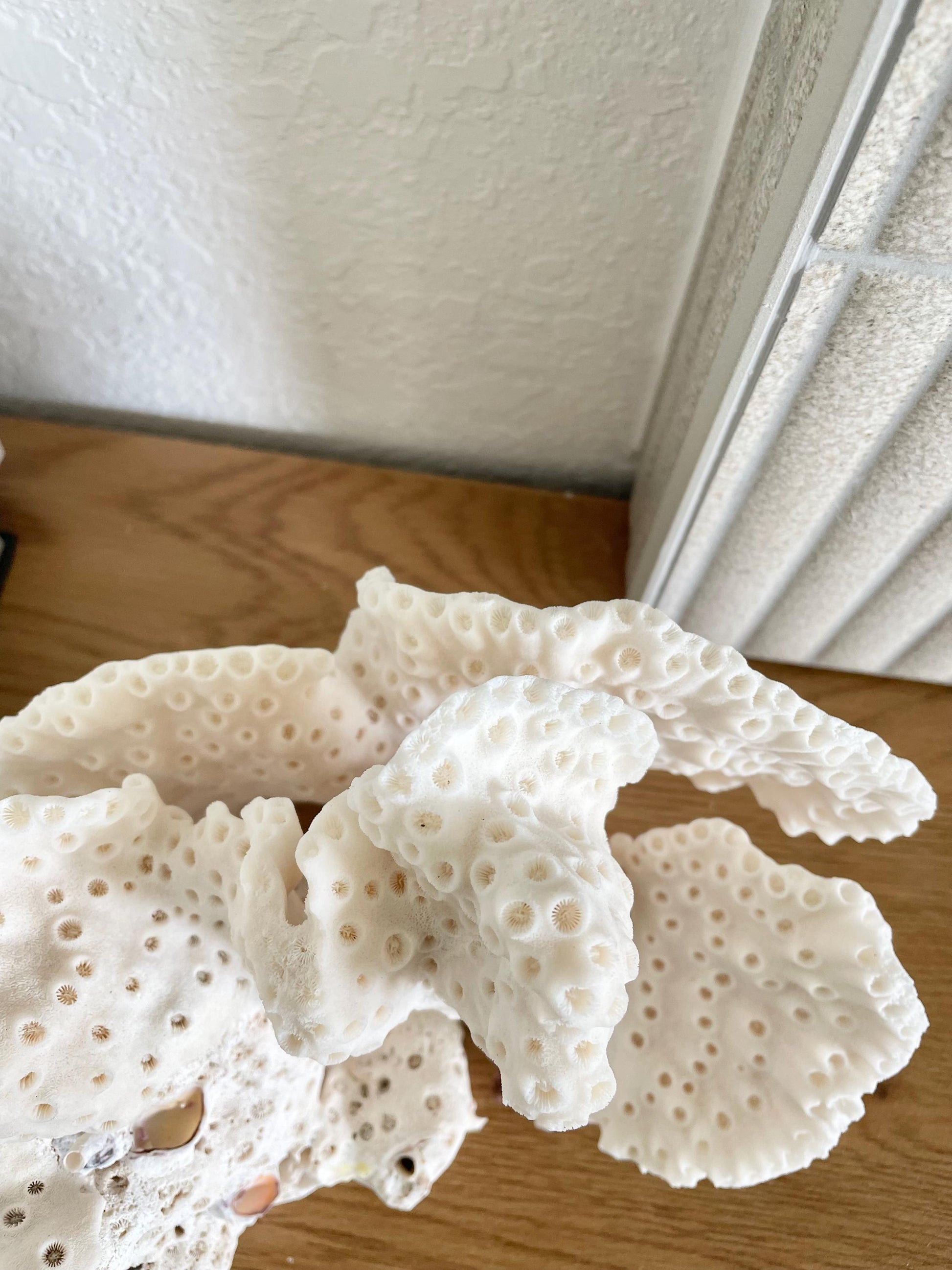 BLACK CUP CORAL Fossil 100% Natural 9.5"x6.5"x5.5" Coastal Beach Home Décor Display White