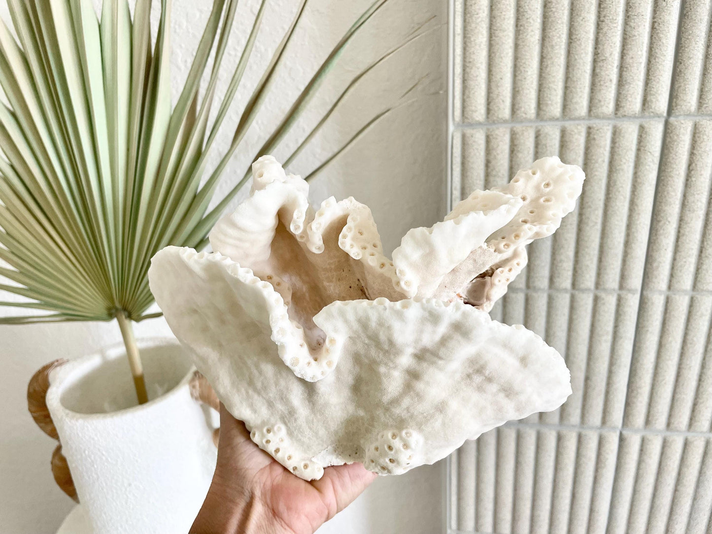 BLACK CUP CORAL Fossil 100% Natural 9.5"x6.5"x5.5" Coastal Beach Home Décor Display White