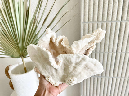 BLACK CUP CORAL Fossil 100% Natural 9.5"x6.5"x5.5" Coastal Beach Home Décor Display White