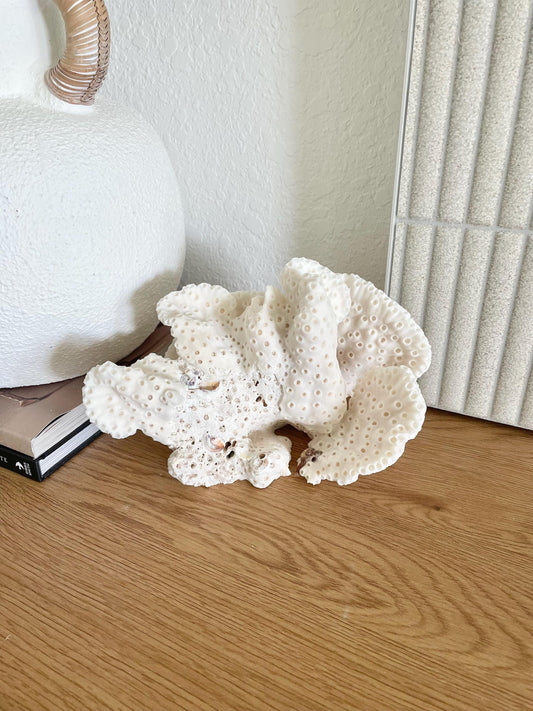 BLACK CUP CORAL Fossil 100% Natural 9.5"x6.5"x5.5" Coastal Beach Home Décor Display White