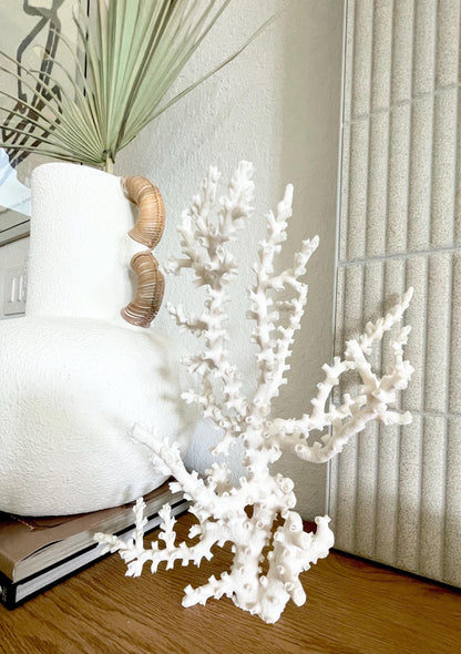 OCTOPUS CORAL Fossil 100% Natural 13"x12.5"x7" Coastal Beach Home Décor Display White